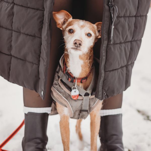 Hundeshooting Braunschweig Peine Hannover Hundefotos